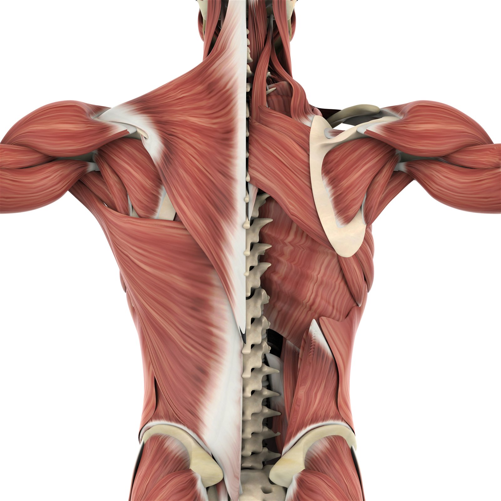 Anatomija in mišice hrbta