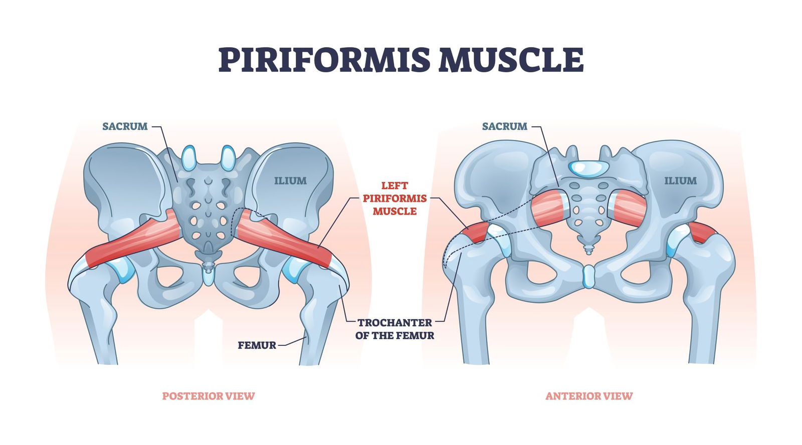 Mišica Piriformis