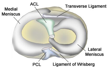 lateral meniscus illustration of different parts