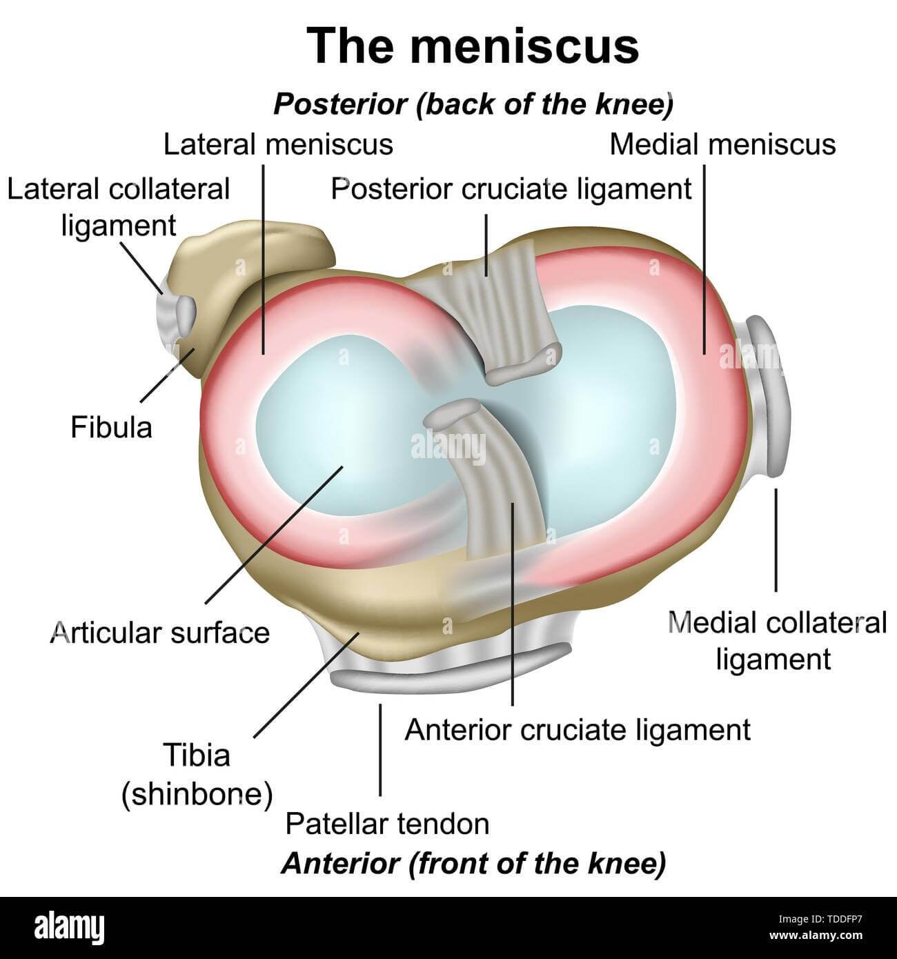 different parts of the meniscus