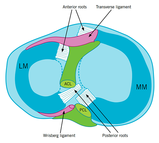 overview of the meniscus