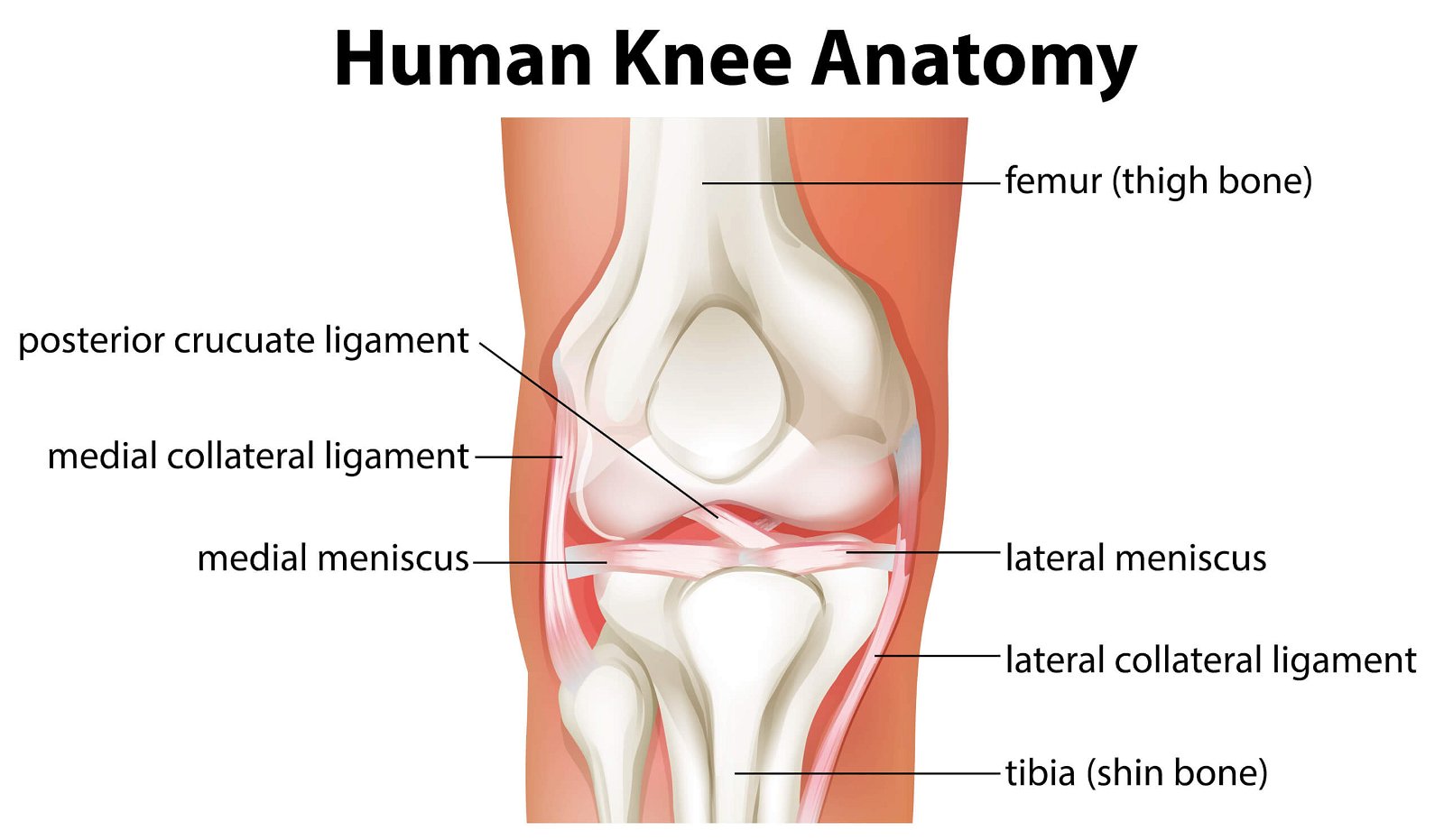 anatomija kolena kolenskega sklepa
