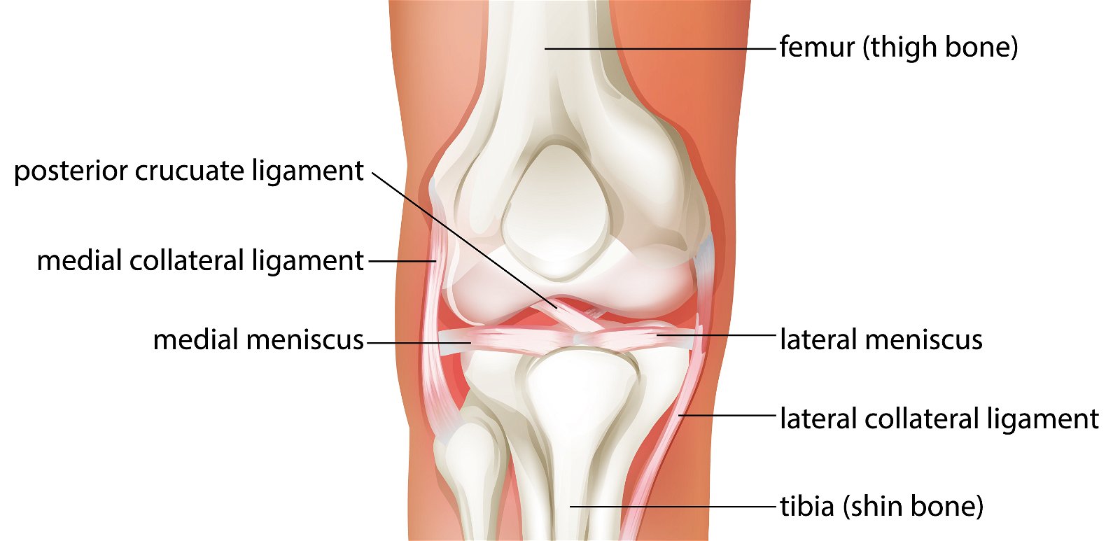 anatomija kolenskega sklepa
