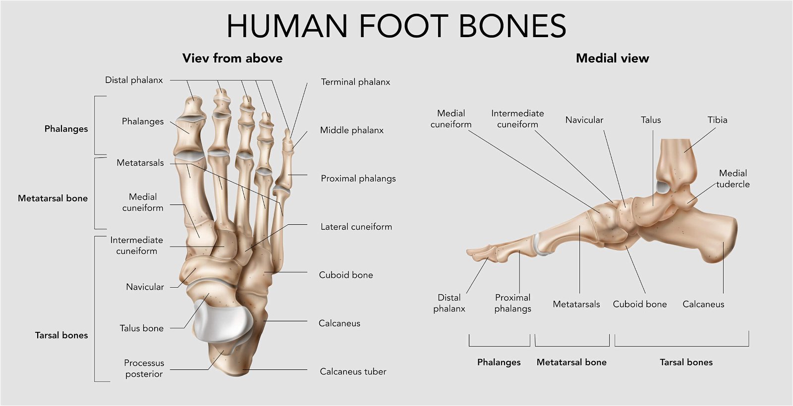 anatomija stopala