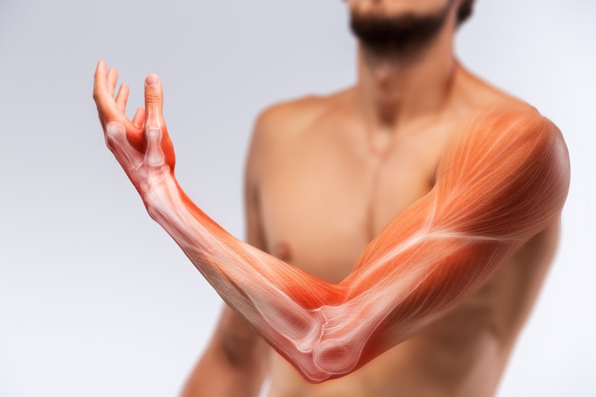 anatomija človeške roke