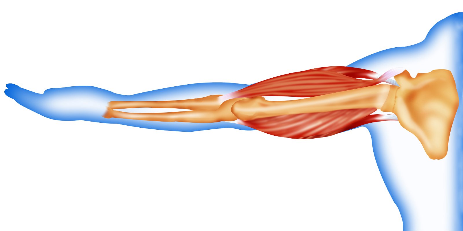Miopatija prizadetost mišic