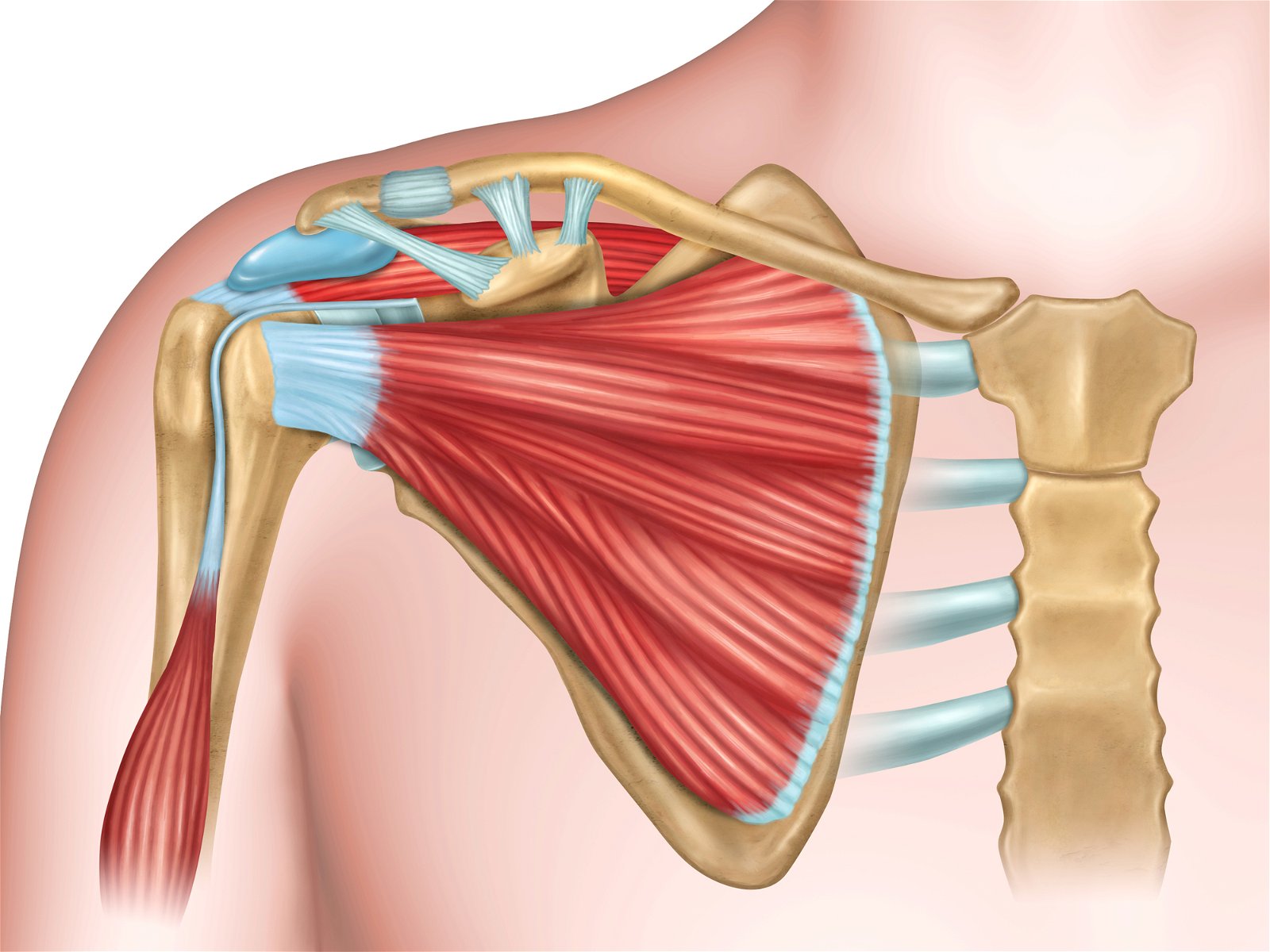 anatomija artroskopija ramena